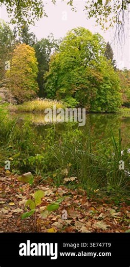 Large trees changing to autumn colors reflecting in calm park pond Stock Video Footage - Alamy