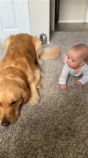 Dog and baby form an unbreakable bond, growing and thriving together! ❤️🥰🥰 #dog #pet #baby #love #cute #bestfriend #lovestory #dogsofinsta #foryou #usa | love begins