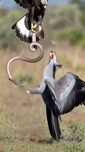 See the power : Secretary bird and egle fight for snake #birds #wildlife #nature #eagle