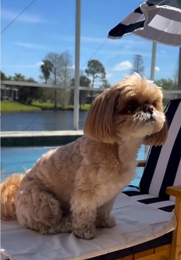 Green Pet on TikTok