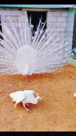 Discover the Beauty of a White Peacock Display