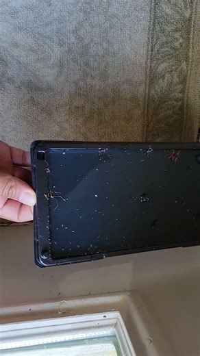 What I Think Of These Sticky Mouse Traps