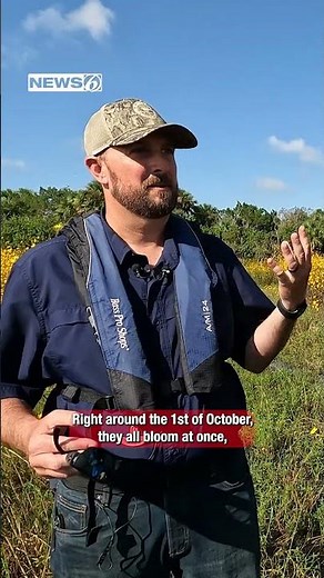 Lake Jesup floodplain bursts with native ‘swamp sunflower’ bloom