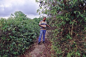 The Human Cost of Coffee: Rescuing Slave Workers in Brazil’s farms