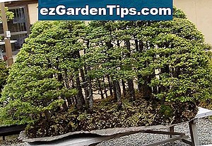 Hoe zorg je voor een Bonsai Azalea Plant? 🌱 Tips Tuinders - Nl.ezGardenTips.com
