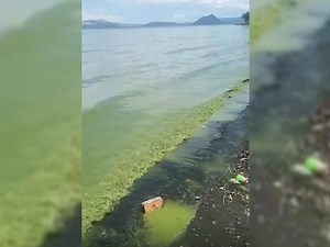 Algal bloom caused greenish water in Taal Lake, DENR says