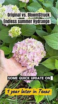 Original vs BloomStruck endless summer hydrangeas— Real Texas Results