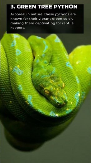 5 types of Pythons (snakes) 🐍