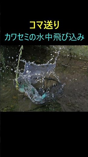 コマ送り、カワセミの水中飛び込み #shorts #カワセミ #水中飛び込み