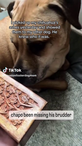 Archie's Heartwarming Transformation: From Broken Spirit to Happy Home