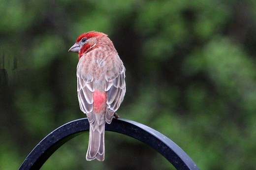 How to Identify a House Finch