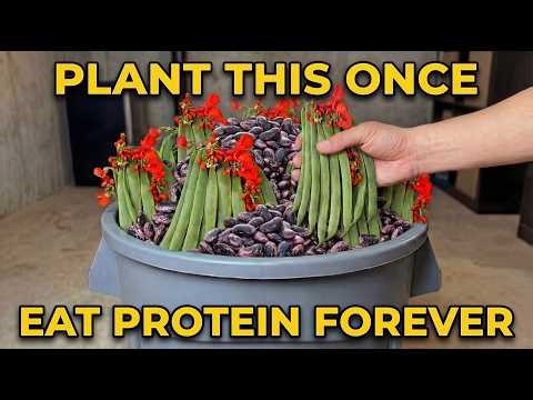 Plant This ONCE. Eat Protein Forever. Why Is It Forgotten?