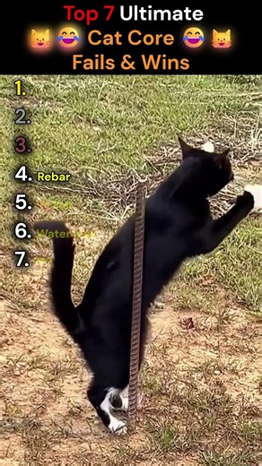 Top 7 Ultimate Cat Core Fails & Wins || Cat Ranking #20