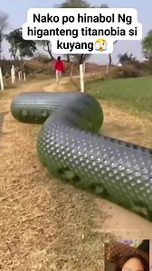 287K views · 1.1K reactions | Nako po , naabutan si kuya #followers #titanoboa #snake #python #Amazon #AI #weird @highlight | Margie Cantoja Granada | Facebook