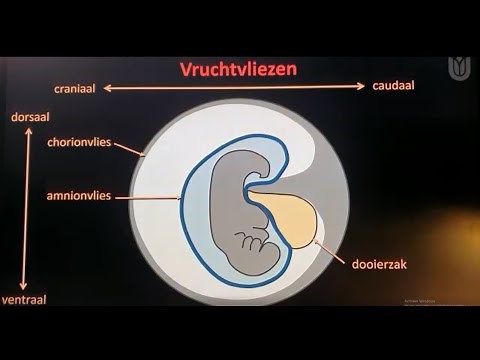 De dooierzak: Waar dient het voor bij een menselijk embryo?
