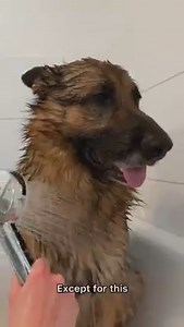 My German Shepherd gets upset about bath time | Strider The German Shepherd