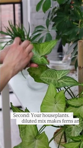 Fish Fertilizer For Gardens: 3 Plants You're Forgetting to Feed #Shorts