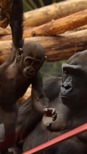 Amazing Facts About Gorillas and Their Babies