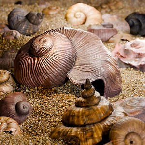 Shells - Realistic Procedural Generator