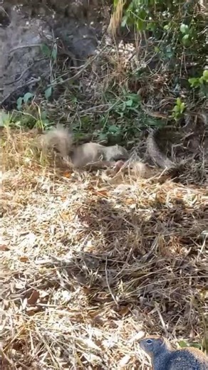 squirrel attack snake🐿🐍