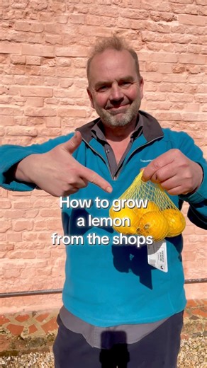 How to grow a lemon tree from your supermarket shop. Based on my book Grow Your Groceries
