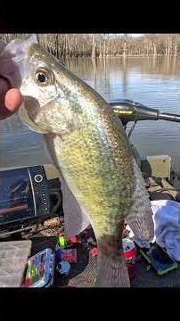 Winter Crappie Action in January 2026 #crappie #fishing #shorts