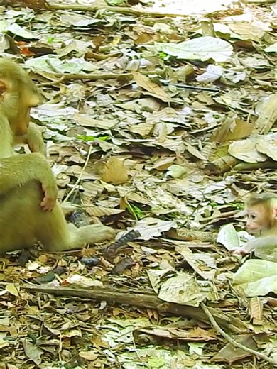 monkeyshowtv នៅលើ TikTok