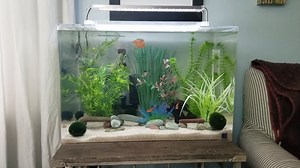 Watch Beautiful! on Amazon Live