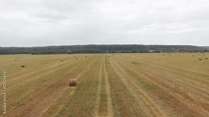 Aerial view of the agricultural field. Flying over a field in beautiful farmland in a sunny day. Flight over the wheat field in sunset. Harvesting. Autumn field
