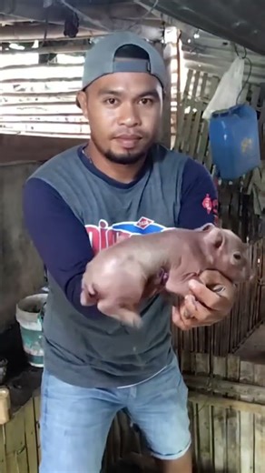 Day 1: Piglet Processing, tail duck!ng and teeth cutt!ng@mangungumatv8418 #pigfarming #animals