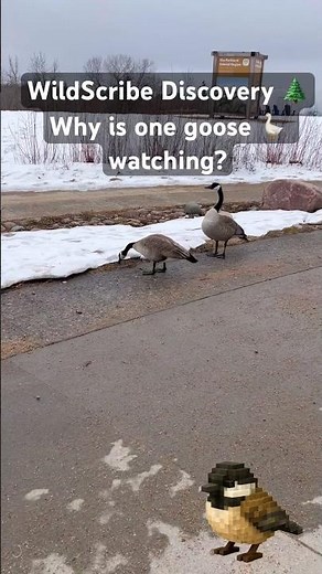 Why Do Geese Fly in a V Formation? 🌲 #shorts #wildernessseason #outdoorlearning #hatchoutdoors