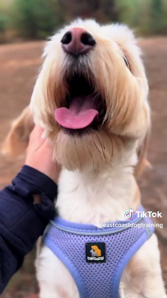 #terrier #cockapoo #dogs #woods #dog