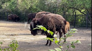 American bison. Powerful and fast. Relaxing stock video footage. 4K.