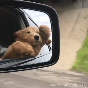 1.2M views · 53K reactions | Nothing beats a weekend road trip  baxterthegoldendood | IG | 9GAG | Facebook