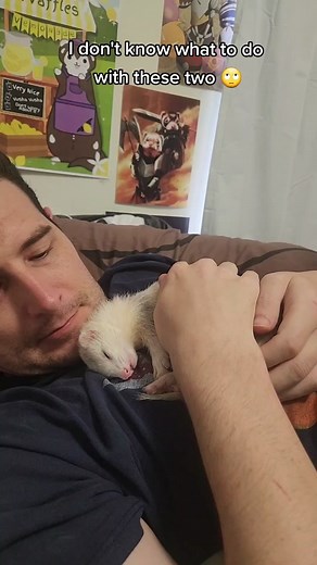 The pure joy of snuggling with his FluffyGirl Mochi is beyond words 💖🍡💖 #wholesome #ferret #ferrets #ferretsoftiktok #mochitheferret