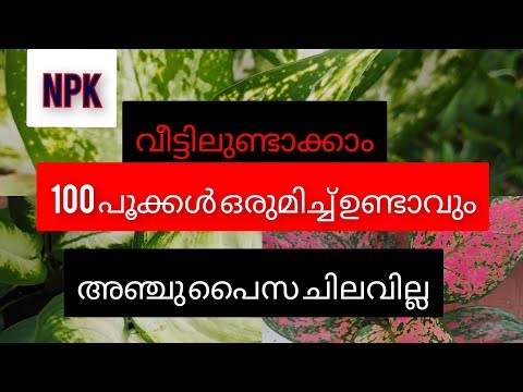 Homemade NPK Fertilizer for Plants