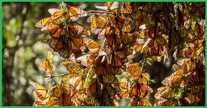 This Is What Millions of Monarch Butterflies Sound Like