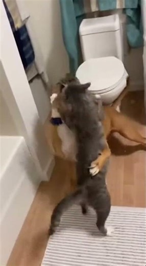 Cat Attacks Relentlessly After Prank #viral #trending #short