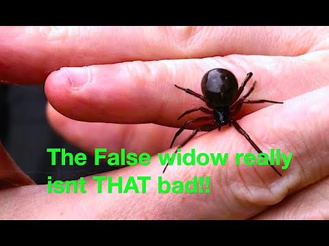 Deadly False Widow bite- whats it like?