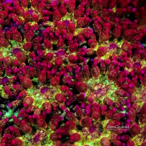 3.1K reactions · 591 shares | The future of the Great Barrier Reef is...