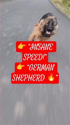 🔥 German Shepherd Running at Full Speed 🐕💨 | Powerful & Fast Dog Action!#animallife #germanshepherd