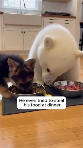 My Dog brought a new guest