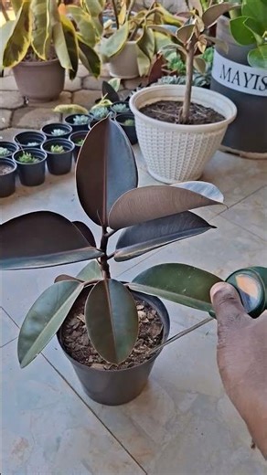 How to tell if your plants needs watering using a moisture meter.#plants #plantcare #watering