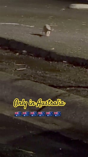 Possum #reels #viral #australia #nature #wildlife #viralshorts #shorts #possum #creature #viralreels