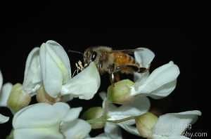 June resources for Michigan beekeepers
