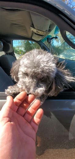 Bobo The Talking Poochon