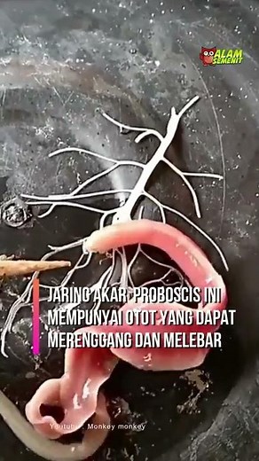 Cacing Alien? Bukan! Proboscis Worm #AlamSemenitShort