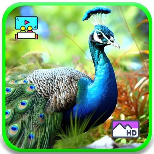 Peacock Feathers Sensory Therapy, Vibrant Colors Screensaver & Mood Elevation - Nature Calming + Sleep Timer With Relaxing Music