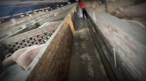 2.6K views · 29 reactions | #pigfarming #favoritefarming | Vikash up12 | Facebook