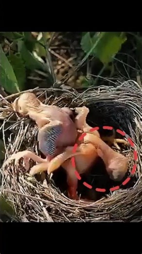 Cuckoo Chick Pushes Baby Bird Out of Nest | Nature’s Most Ruthless Survival #shorts